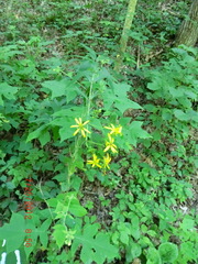 Silphium asteriscus trifoliatum