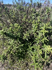 Diplacus aurantiacus