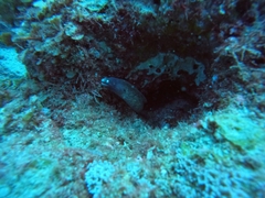Gymnothorax thyrsoideus