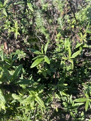 Diplacus aurantiacus