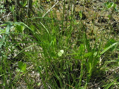 Carex diandra