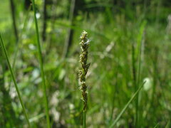 Carex diandra