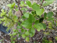 Betula glandulosa