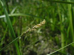Carex diandra