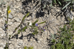 Polygala sibirica