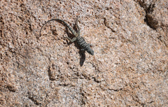 Petrosaurus thalassinus