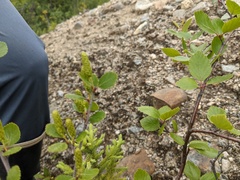 Betula glandulosa