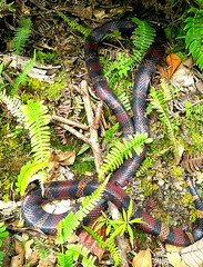 Lampropeltis micropholis