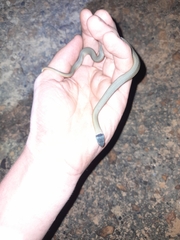 Elapognathus coronatus