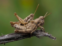 Arminda lancerottensis