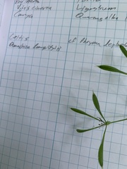 Osmorhiza longistylis