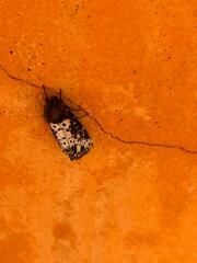 Xanthopastis timais
