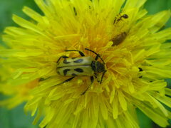 Brachyta interrogationis