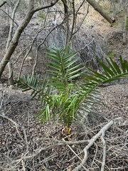 Phoenix canariensis