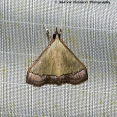 Odontiinae