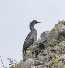 Poikilocarbo gaimardi