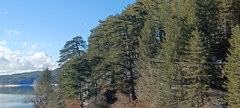 Pinus nigra laricio