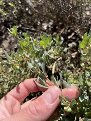 Atriplex lindleyi