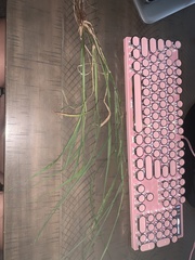 Panicum repens