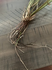 Panicum repens