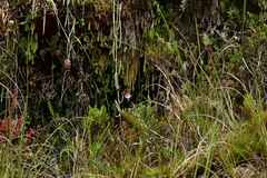 Utricularia unifolia