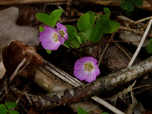 Oxalis acetosella iNat (1)
