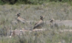 Burhinus superciliaris