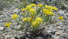 Acamptopappus