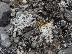 Stereocaulon saxatile