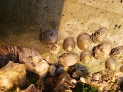 Siphonaria naufragum