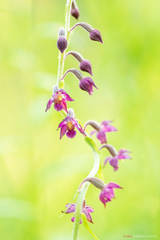 Epipactis atrorubens