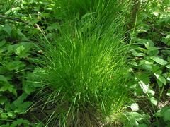 Carex cespitosa