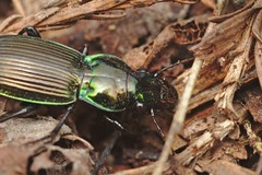 Megadromus antarcticus