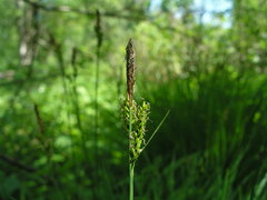 Carex cespitosa