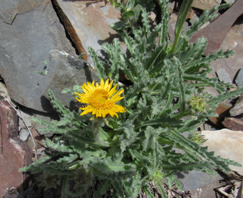 Image of Hulsea algida by (c) Wendy McCrady, some rights reserved (CC BY)