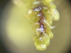 Callicladium imponens