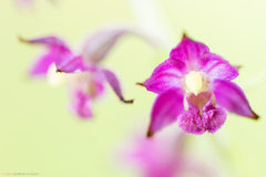 Epipactis atrorubens