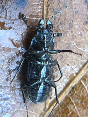 Platycerus quercus