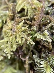 Callicladium imponens