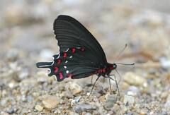 Parides alopius
