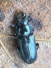 Platycerus quercus