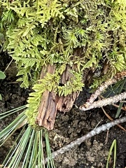 Callicladium imponens