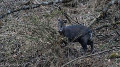 Elaphodus cephalophus