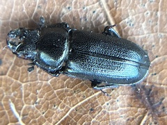 Platycerus quercus