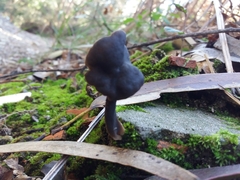 Helvella atra