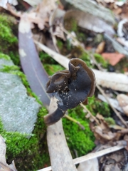 Helvella atra