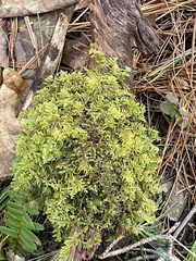 Callicladium imponens