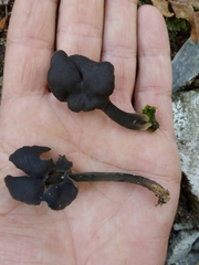 Helvella atra