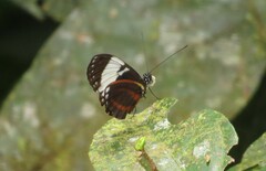 Heliconius cydno