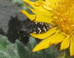 Acmaeodera idahoensis